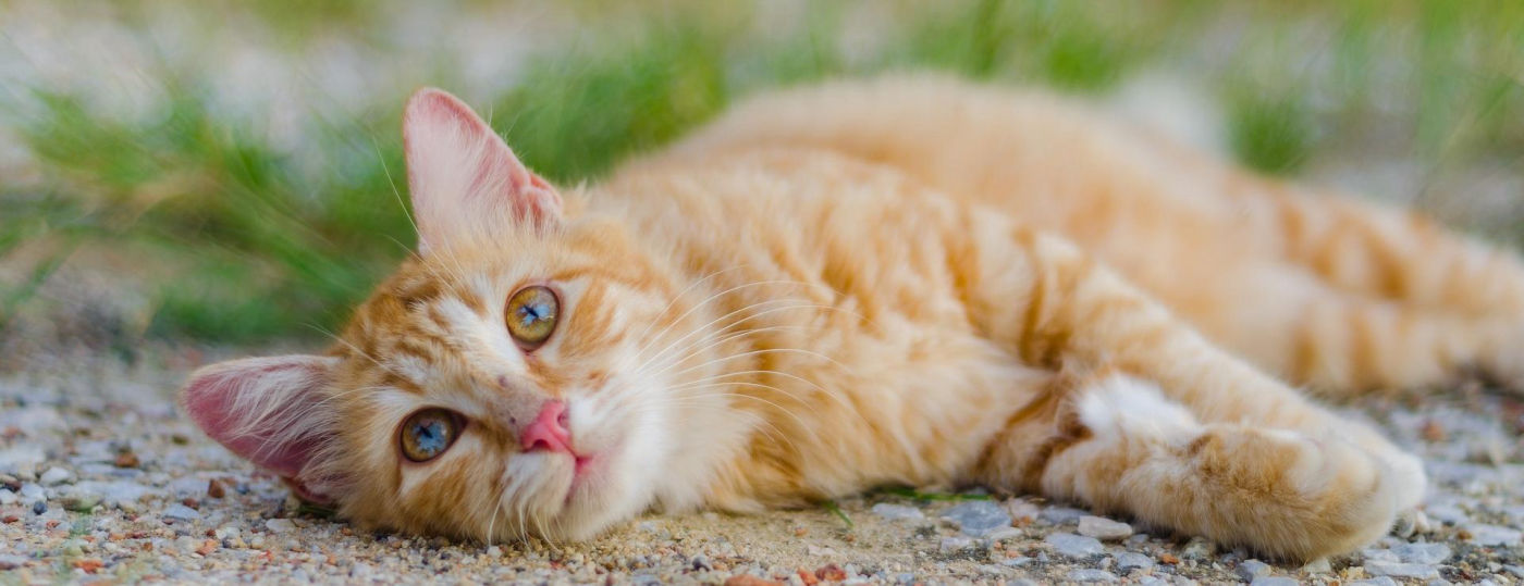 Katze  liegt ausgestreckt am Boden